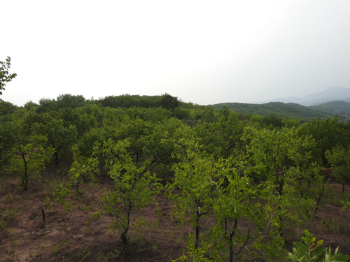 承德市高新區(qū)上板城鎮(zhèn)西大廟村5.29畝土地經(jīng)營權(quán)出租