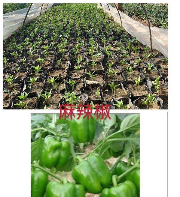 出售麻辣椒苗