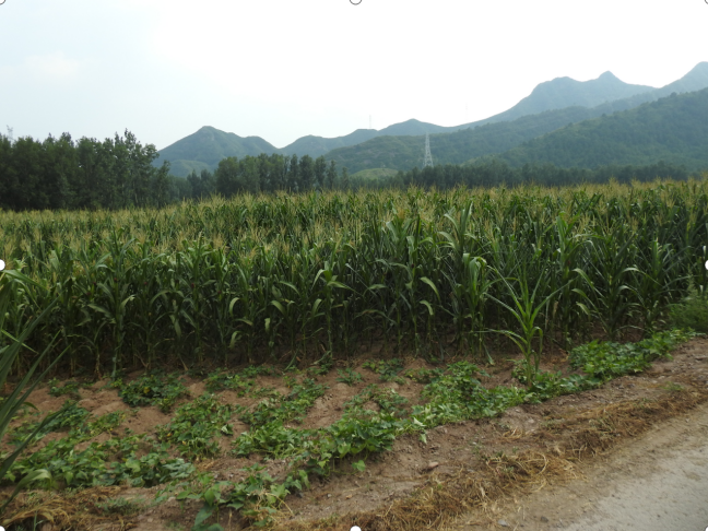 承德市高新區(qū)上板城鎮(zhèn)西大廟村0.78畝土地經(jīng)營(yíng)權(quán)出租