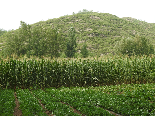 承德市高新區(qū)上板城鎮(zhèn)西大廟村0.26畝土地經(jīng)營權(quán)出租 