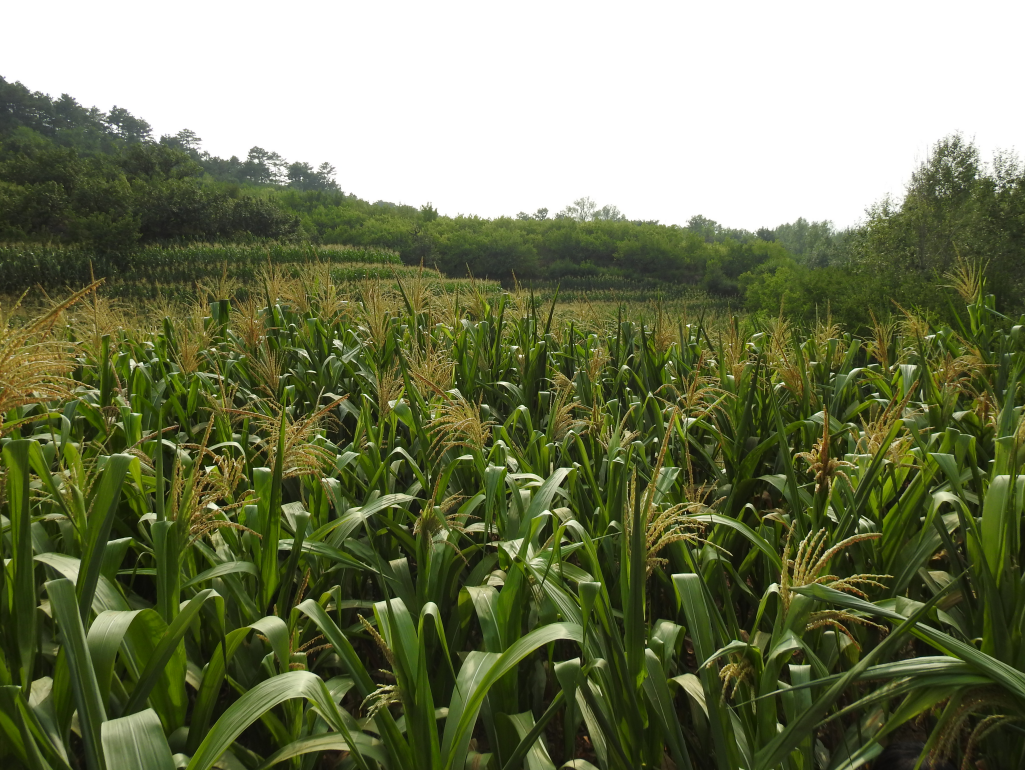 承德市高新區(qū)上板城鎮(zhèn)西大廟村2.37畝土地經(jīng)營權(quán)出租