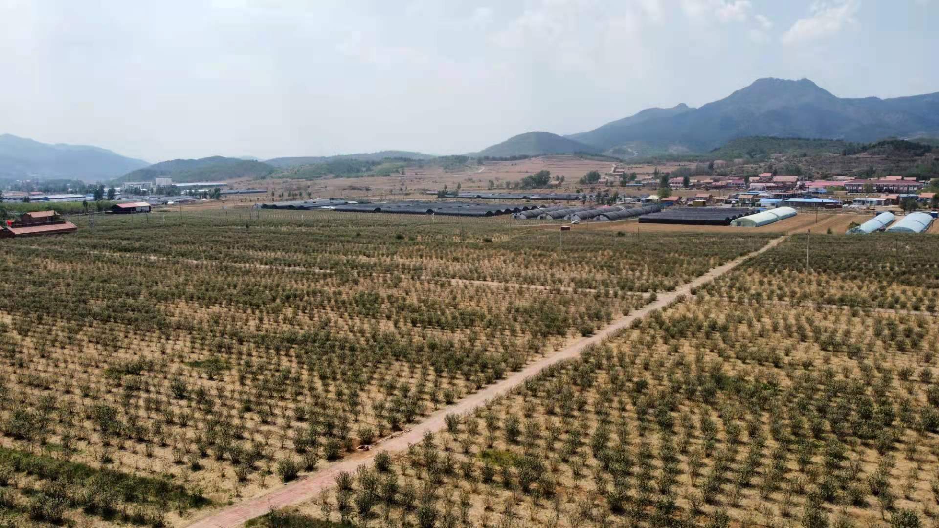 平泉市楊樹(shù)嶺鎮(zhèn)排杖子328畝土地流轉(zhuǎn)