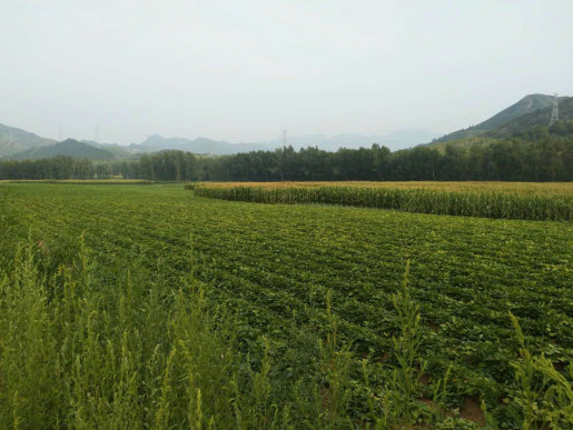 承德市高新區(qū)上板城鎮(zhèn)西大廟村4畝土地經(jīng)營權(quán)出租